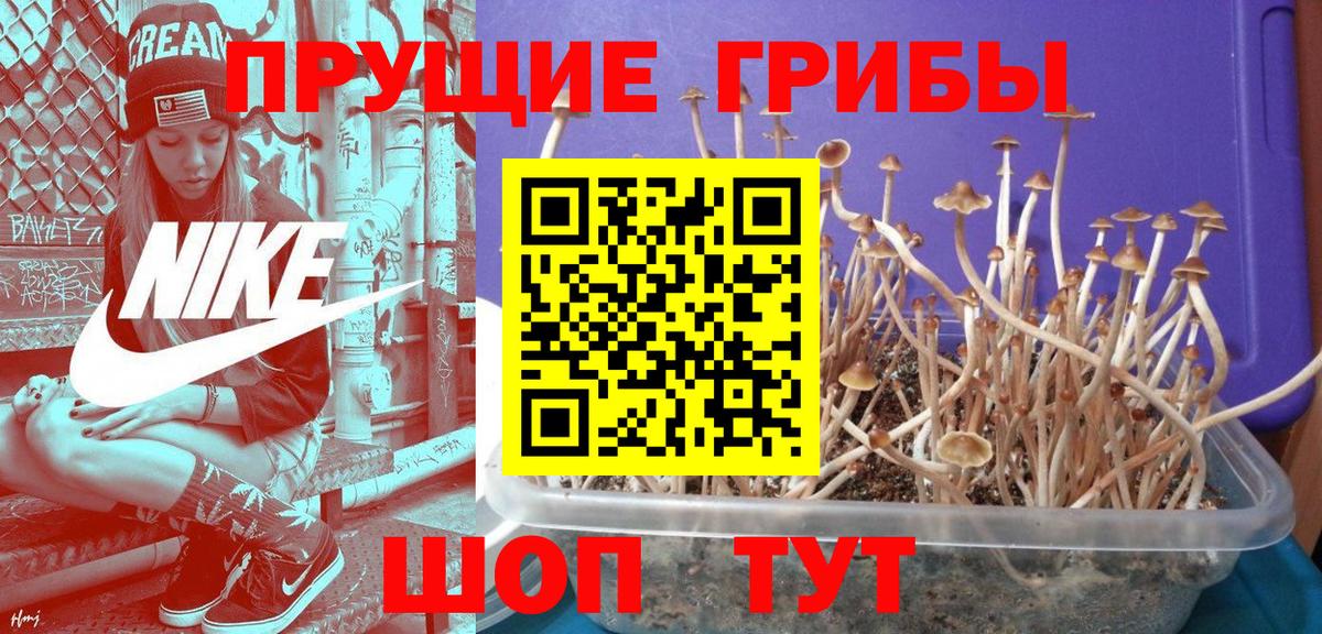 Галлюциногенные грибы GOLDEN TEACHER  Курчатов  Галлюциногенные грибы GOLDEN TEACHER 